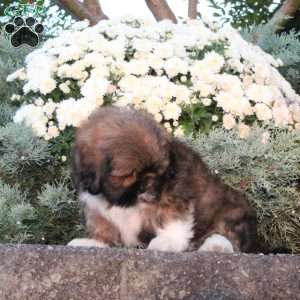 Bobby, Lhasa Apso Puppy